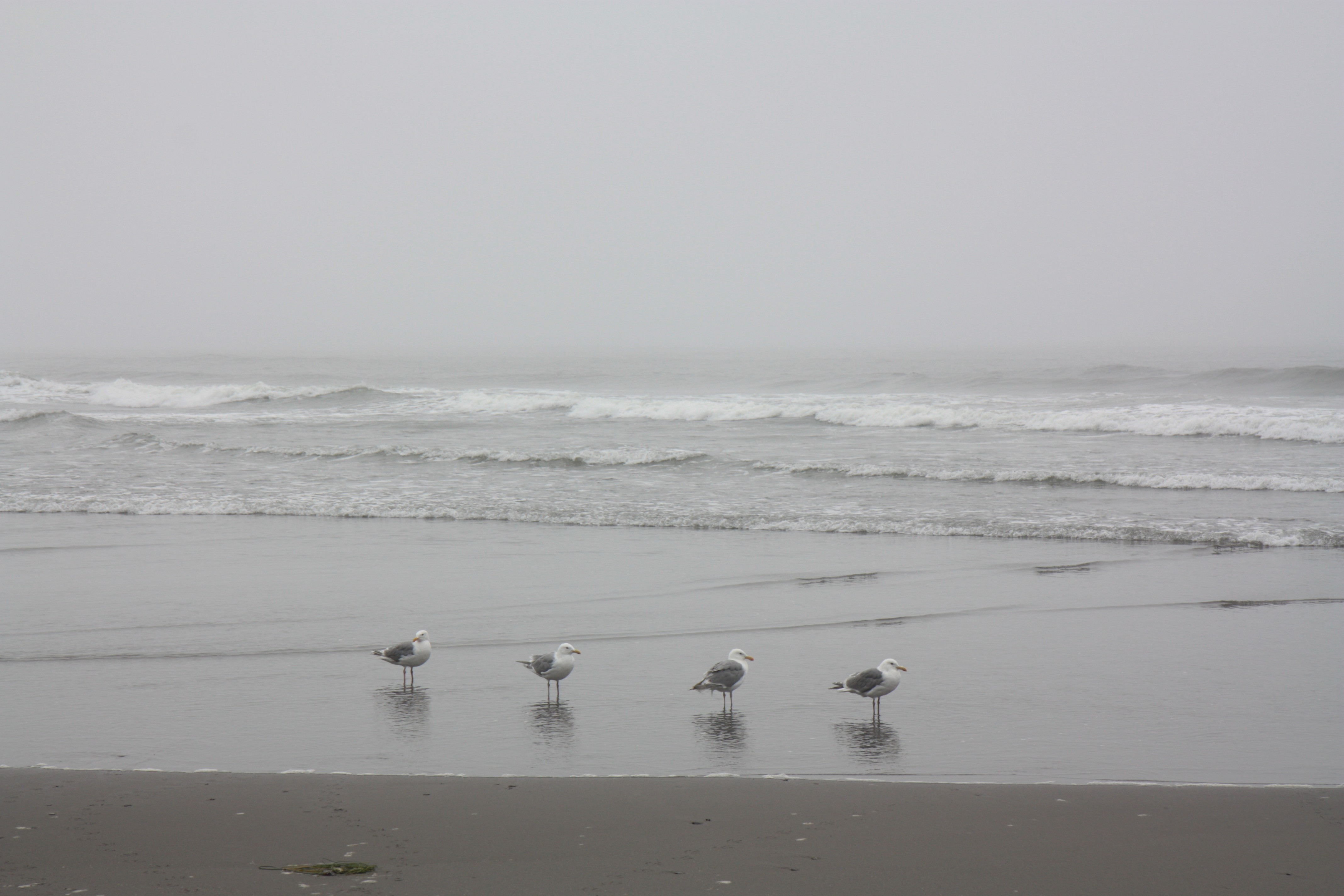 Olympic NP